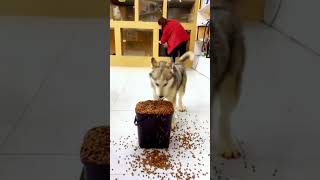 Silly Dogs Go Crazy For Food silly sillydog dogfood crazydog crazy viral fypviral dogshorts [upl. by Pestana]