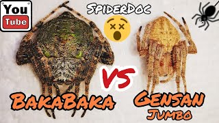 BAKABAKA vs GENSAN Jumbo Spider Matigas na Gagamba Loaded Spider Fight Nameless Load [upl. by Neeron]