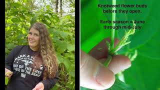 How to spray Knotweed [upl. by Anerac]