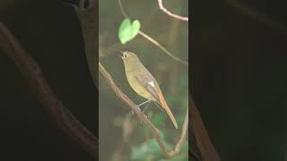 Daurian redstart taiwan kaohsiung birdwatching travel cijin 台灣 高雄 旗津 舊高字塔 黃尾鴝 [upl. by Cahn]