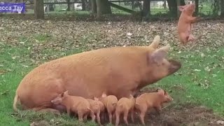 Mother Pig Launches Piglet Into the Air [upl. by Kirstyn]