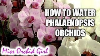 How to water Phalaenopsis orchids  tips for a healthy orchid [upl. by Cohin]