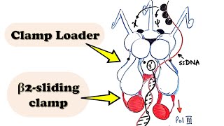 DNA Replication Prokaryote INITIATION  Sliding clamp and DNA polymerase loading during INITIATION [upl. by Billi]