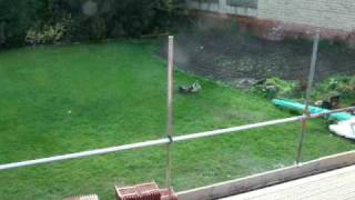 Jack Russell terrier attacks badger long range Dave van dog [upl. by Antonietta]