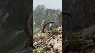 Wunderschöner Steinbock🫶mit Panorama🥰gemütlich🍀mein Kanal😊Bergwelt Schweiz🇨🇭💫🇨🇭🍀 [upl. by Orozco]