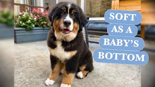 Bernese Mountain Dog Puppy  Spa Day [upl. by Falkner]