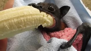 Humphrey the bat eats a banana [upl. by Aedrahs]