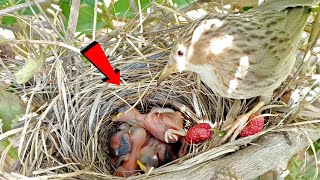 Common babbler bird baby turned upside down AnimalsandBirds107 [upl. by Lewan437]