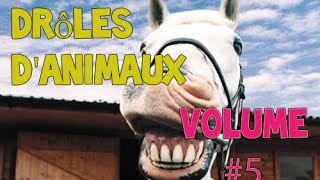 Meilleur Rigolo Animaux Compilation Novembre 2014 Édition NEW HD [upl. by Llewoh]