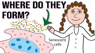 Why and where do senescent cells form [upl. by Argela]