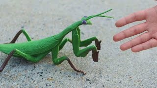 GIGANTIC PRAYING MANTIS [upl. by Kutzer430]