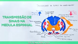 Medula espinhal e principais vias aferentes e eferentes [upl. by Akenahs396]