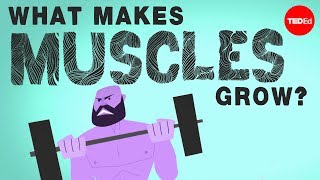 What makes muscles grow  Jeffrey Siegel [upl. by Avert]