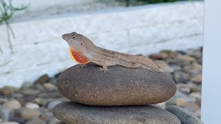 Brown anole facts that may surprise you [upl. by Enisaj]