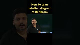 How to Draw Labelled Diagram of Nephron shorts shortsfeed biology science [upl. by Herrle]