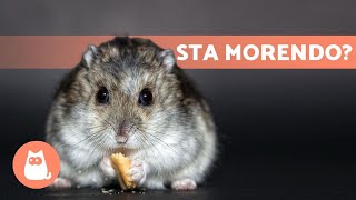 Come sapere se il tuo CRICETO sta MORENDO🐹 5 sintomi [upl. by Marley]