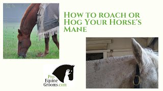 How to roach or hog your horses mane [upl. by Haidebez]