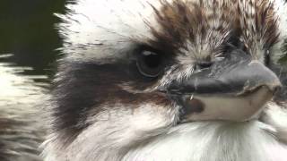 Laughing Kookaburra Dacelo novaeguineae [upl. by Pitarys]