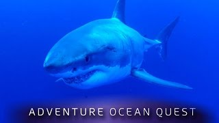 ► Adventure Ocean Quest  The White Sharks of Guadalupe FULL Documentary [upl. by Lars]