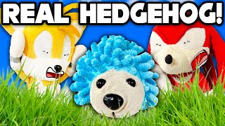 Sonic the REAL Hedgehog  Sonic and Friends [upl. by Elleinod]