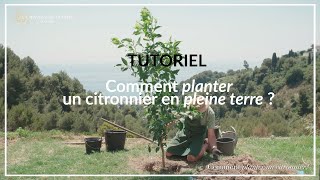 TUTORIEL  Comment planter un citronnier en pleine terre [upl. by Nahtanaoj]