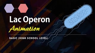 Lac Operon Basic Animation  Gene regulation in Prokaryotes [upl. by Spooner95]