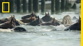 Watch Famous Ponies Swim in Chincoteague Island Tradition  National Geographic [upl. by Auohc378]