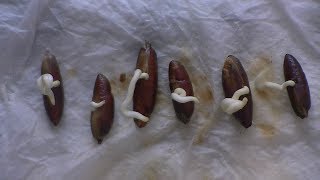 Potting germinated date palm seeds [upl. by Talich293]