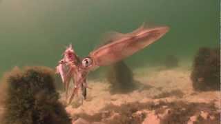 Squid scenarios Dromana Portphillip Bay Melbourne [upl. by Parsaye]