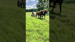 ☀️🌾Cutting hay and raking it into windrows visithomesteadwaco homesteadheritage [upl. by Norrehs450]