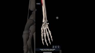 Extensor Carpi Radialis [upl. by Haile]