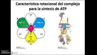 Fosforilación oxidativa 2 [upl. by Idolem]
