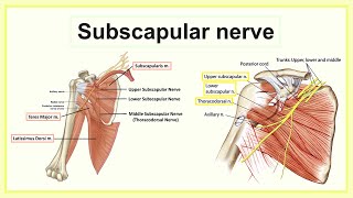 subscapular nerve [upl. by Tnecniv]