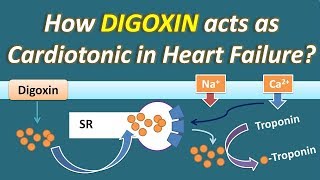 How Digoxin acts as Cardiotonic in Heart Failure [upl. by Dorkas131]