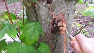 Cryptostroma corticale on Acer pseudoplatanus [upl. by Lizzy]