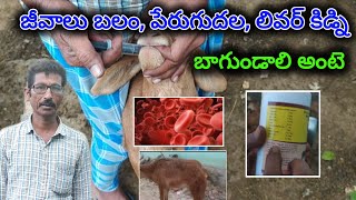 B complex uses asmrvideo sheepfarming weightgain jaijawanjaikisan [upl. by Wickham]