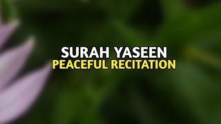 Surah Yaseen Peaceful Recitation  Surah Yaseen [upl. by Ika]