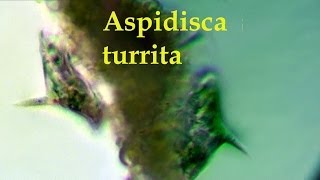 Aspidisca turrita [upl. by Iznek978]