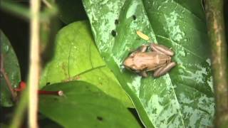 Coqui frogs given rare sanctuary on Hawaii Island [upl. by Llatsyrk]