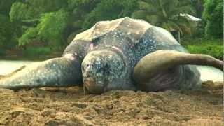 Sea Turtle Nesting Video [upl. by Gilboa]