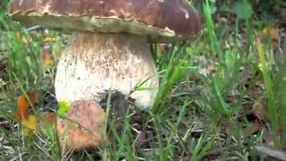 Eekhoorntjesbrood Boletus edulis 11 sept 2010wmv [upl. by Ahsial]