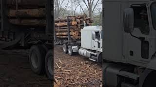 Nice Load Of Pulpwood logger construction logginglife trucker loggerlife trending tree [upl. by Ahsenek587]