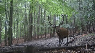 Jelenia ruja 2023  Králi Bielych karpát kompletné video [upl. by Toole]