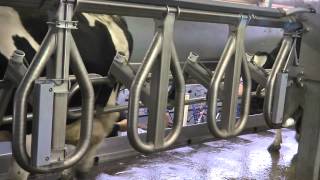 Germany DeLaval  Champion™ Parallelmelkstand [upl. by Wolf]