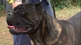 Il Cane Corso [upl. by Dlared860]