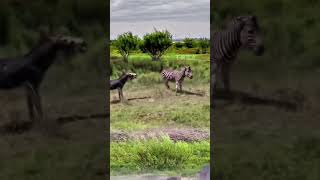 Zebra vs Dog Showdown WildVsPet NatureEncounter [upl. by Ayiram858]