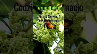 Afirmacje Przyciągające Miłość  Afirmacje Śpiewane  21 DNI WYZWANIE shorts afirmacje miłość [upl. by Ferne]