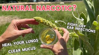 MEDICINAL MULLEIN  With Recipes to NATURALLY Improve Lung Health amp Cure Earache [upl. by Vachil]