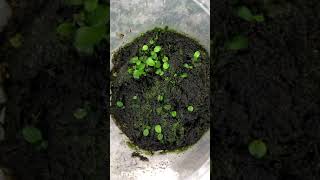 Sprouting Anubias Seeds  How to Propagate Anubias Emersed by Seed Update Shorts [upl. by Zsolway50]