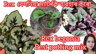 Rex begonia best potting soil mix and leaf propagation ☘️🍁🍂 Assames [upl. by Rex457]